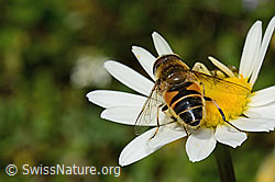 Gemeine Keilfleckschwebfliege (Eristalis pertinax) auf Gewöhnlicher Wiesen-Margerite (Leucanthemum vulgare) (C195830) Gemeine Keilfleckschwebfliege (Eristalis pertinax) auf Gewöhnlicher Wiesen-Margerite (Leucanthemum vulgare) (C195830)