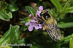 Hummel-Waldschwebfliege (Volucella bombylans var. plumata) auf Vielhaarigem Thymian (Thymus praecox ssp. polytrichus) (26.06.2021, C195835)