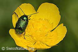 Smaragd-Fallkäfer (Cryptocephalus aureolus) auf Blume (C195839) Smaragd-Fallkäfer (Cryptocephalus aureolus) auf Blume (C195839)
