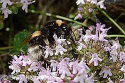 Hellgelbe Erdhummel (Bombus lucorum) auf Vielhaarigem Thymian (Thymus praecox ssp. polytrichus) (26.06.2021, C195866)