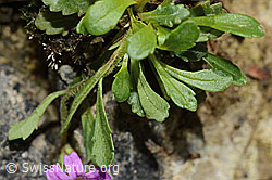 Leberbalsam (Erinus alpinus) (C195885) Leberbalsam (Erinus alpinus) (C195885)