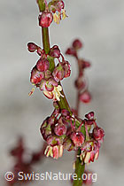 Schildblättriger Ampfer (Rumex scutatus) (07.2021, C199119)