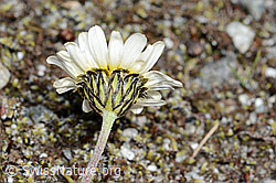 Gewöhnliche Alpenmargerite (Leucanthemopsis alpina). (C199336) Gewöhnliche Alpenmargerite (Leucanthemopsis alpina). (C199336)
