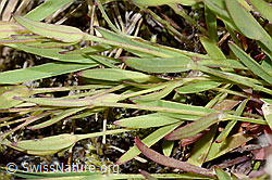 Felsen-Leimkraut (Silene rupestris) (C199339) Felsen-Leimkraut (Silene rupestris) (C199339)