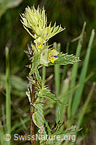 Schmalblättriger Klappertopf (Rhinanthus glacialis) (C199415) Schmalblättriger Klappertopf (Rhinanthus glacialis) (C199415)