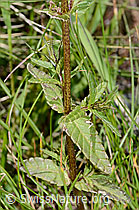 Schmalblättriger Klappertopf (Rhinanthus glacialis) (C199416) Schmalblättriger Klappertopf (Rhinanthus glacialis) (C199416)