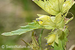 Schmalblättriger Klappertopf (Rhinanthus glacialis) (C199419) Schmalblättriger Klappertopf (Rhinanthus glacialis) (C199419)