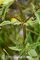 Schmalblättriger Klappertopf (Rhinanthus glacialis) (C199420) Schmalblättriger Klappertopf (Rhinanthus glacialis) (C199420)