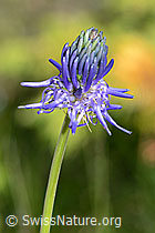 Foto: Betonienblättrige Rapunzel (Phyteuma betonicifolium)