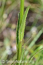 Foto: Betonienblättrige Rapunzel (Phyteuma betonicifolium)