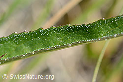 Foto: Betonienblättrige Rapunzel (Phyteuma betonicifolium)