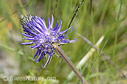 Foto: Betonienblättrige Rapunzel (Phyteuma betonicifolium)