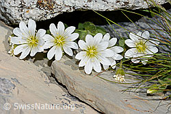 Foto: Einblütiges Hornkraut (Cerastium uniflorum)