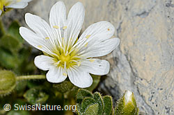 Foto: Einblütiges Hornkraut (Cerastium uniflorum)
