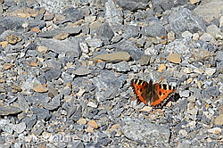 C199644: Kleiner Fuchs (Aglais urticae)