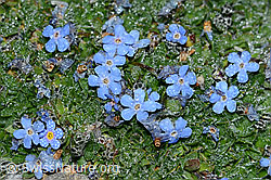Foto: Himmelsherold (Eritrichium nanum)