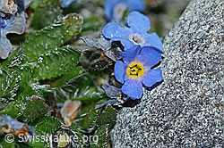 Foto: Himmelsherold (Eritrichium nanum)