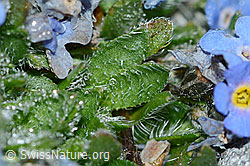 Foto: Himmelsherold (Eritrichium nanum)