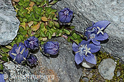 Mont Cenis-Glockenblume (Campanula cenisia) (C202083) Mont Cenis-Glockenblume (Campanula cenisia) (C202083)