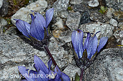 Mont Cenis-Glockenblume (Campanula cenisia) (C202084) Mont Cenis-Glockenblume (Campanula cenisia) (C202084)