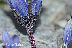 Mont Cenis-Glockenblume (Campanula cenisia) (C202087) Mont Cenis-Glockenblume (Campanula cenisia) (C202087)