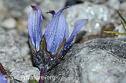 Mont Cenis-Glockenblume (Campanula cenisia) (C202091) Mont Cenis-Glockenblume (Campanula cenisia) (C202091)