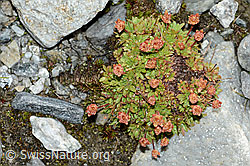 C202101: Séguiers Steinbrech (Saxifraga seguieri)