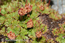 C202104: Séguiers Steinbrech (Saxifraga seguieri)
