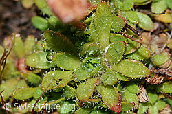 C202106: Séguiers Steinbrech (Saxifraga seguieri)