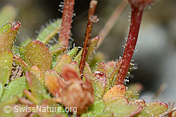 C202109: Séguiers Steinbrech (Saxifraga seguieri)