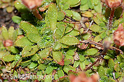 C202110: Séguiers Steinbrech (Saxifraga seguieri)