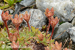 C202111: Séguiers Steinbrech (Saxifraga seguieri)