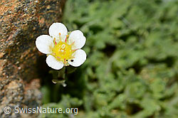 Foto: Gefurchter Steinbrech (Saxifraga exarata)