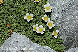 Foto: Gefurchter Steinbrech (Saxifraga exarata)