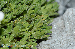 Foto: Gefurchter Steinbrech (Saxifraga exarata)