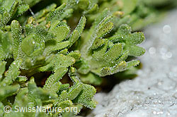 Foto: Gefurchter Steinbrech (Saxifraga exarata)