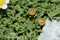 Foto: Gefurchter Steinbrech (Saxifraga exarata)