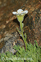 Foto: Gefurchter Steinbrech (Saxifraga exarata)