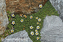 Foto: Gefurchter Steinbrech (Saxifraga exarata)
