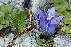 Mont Cenis-Glockenblume (Campanula cenisia)
