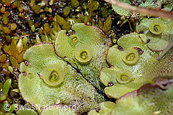 Berg-Brunnenlebermoos (Marchantia polymorpha subsp. montivagans) (08.2021, C202527)
