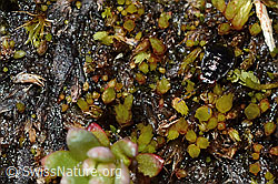 Micracanthia fennica (Uferwanze) (C202555) Micracanthia fennica (Uferwanze) (C202555)