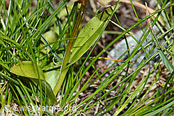 Grüne Hohlzunge (Coeloglossum viride) (C202702) Grüne Hohlzunge (Coeloglossum viride) (C202702)