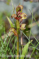 Grüne Hohlzunge (Coeloglossum viride) (C202703) Grüne Hohlzunge (Coeloglossum viride) (C202703)