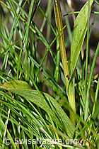 Grüne Hohlzunge (Coeloglossum viride) (C202704) Grüne Hohlzunge (Coeloglossum viride) (C202704)