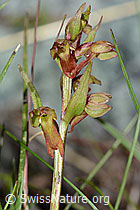 Grüne Hohlzunge (Coeloglossum viride) (C202707) Grüne Hohlzunge (Coeloglossum viride) (C202707)