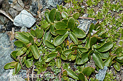 Felsen-Ehrenpreis (Veronica fruticans) (C202718) Felsen-Ehrenpreis (Veronica fruticans) (C202718)