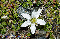 Bewimpertes Sandkraut (Arenaria ciliata) (C202743) Bewimpertes Sandkraut (Arenaria ciliata) (C202743)