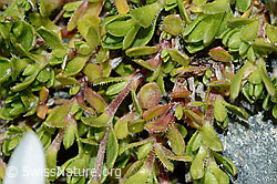 Bewimpertes Sandkraut (Arenaria ciliata) (C202748) Bewimpertes Sandkraut (Arenaria ciliata) (C202748)