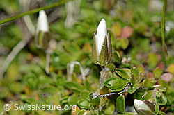 Bewimpertes Sandkraut (Arenaria ciliata) (C202750) Bewimpertes Sandkraut (Arenaria ciliata) (C202750)